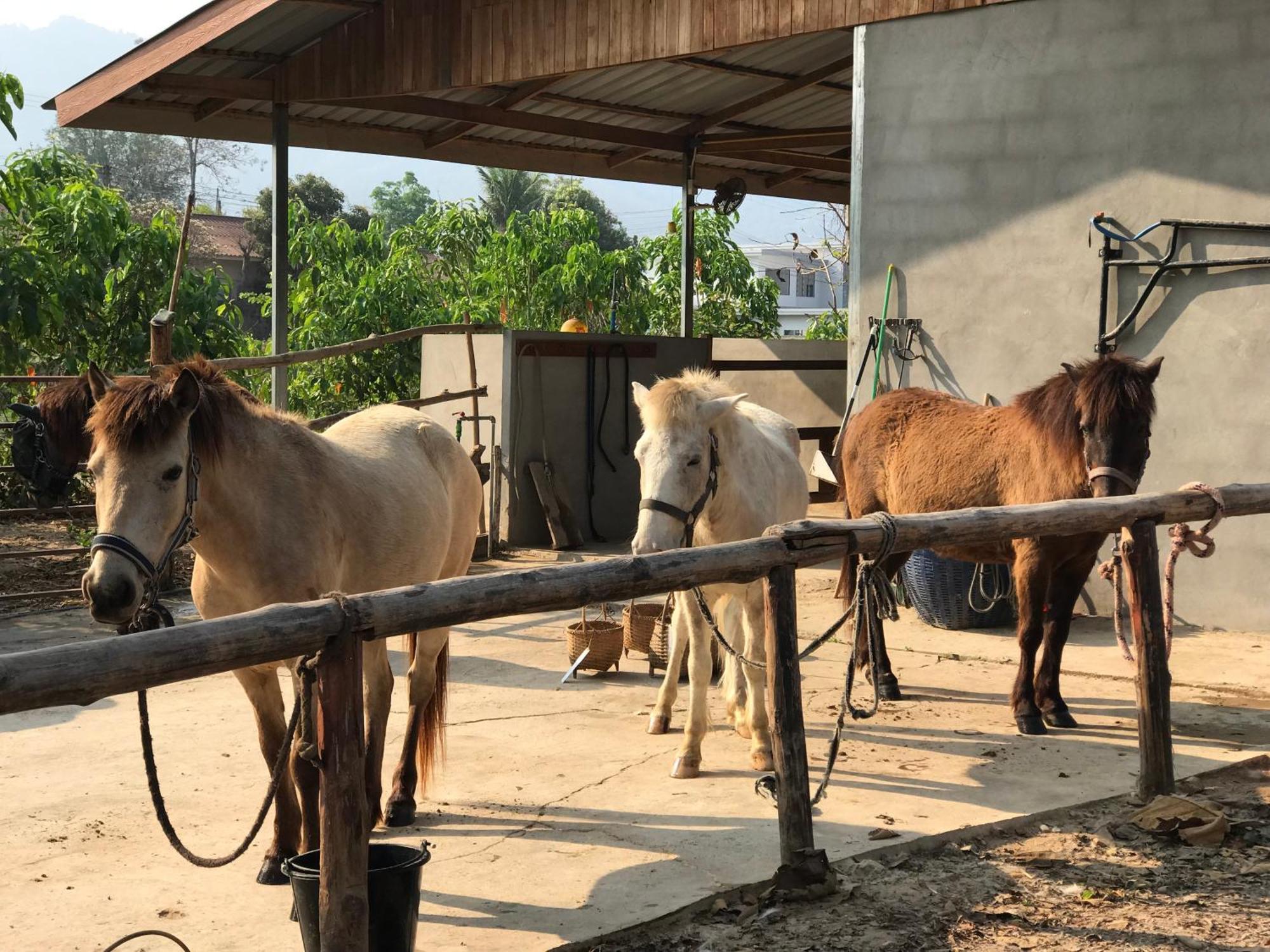 Namkhan Horses Stables Luang Prabang Exterior foto